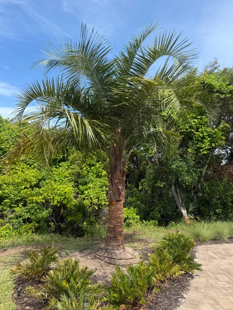Newly installed mature palm in a Florida landscape
