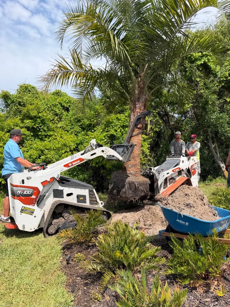 Crew using compact equipment to install a mature palm