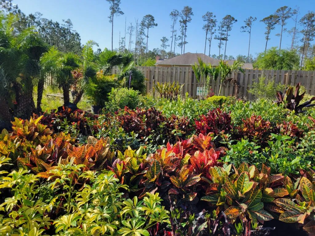Rows of colorful tropical plants ready for installation